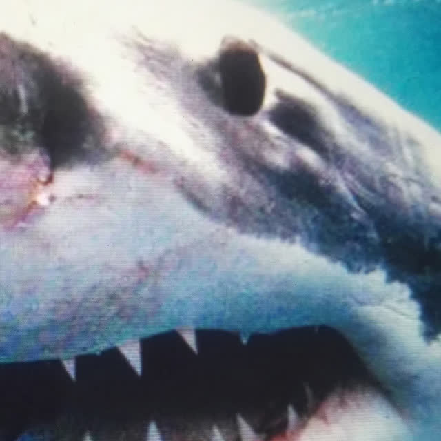 Kool Savas & Sido - Jedes Wort ist Gold wert