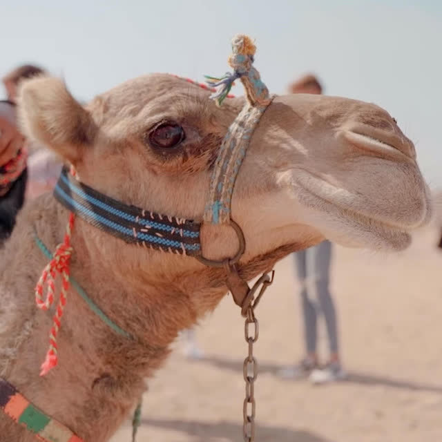 Drinche - Sahara - Remix