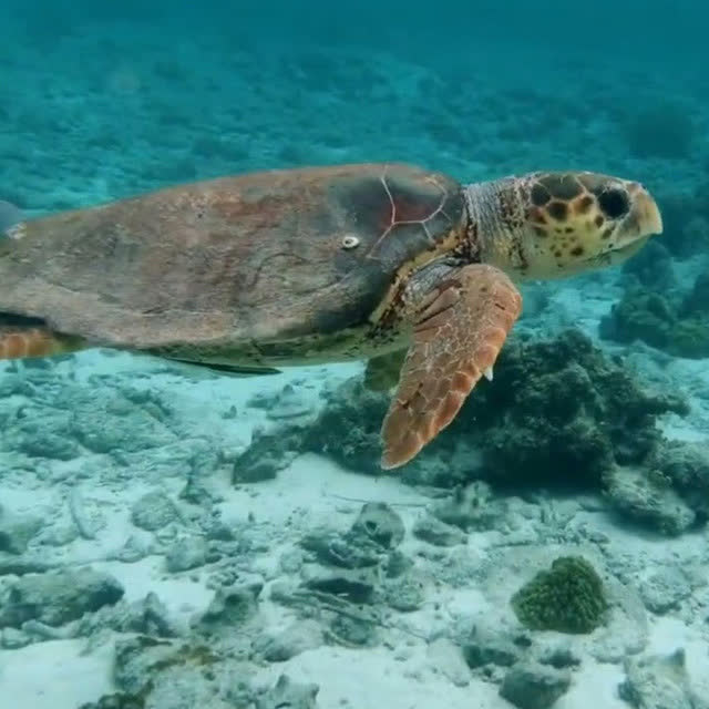 Doan Mulla - Orient Love