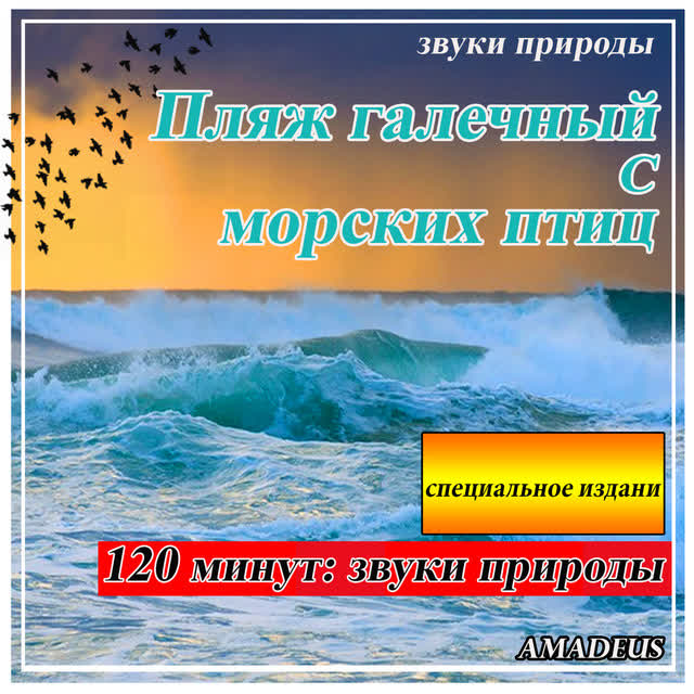 Amadeus - Пляж галечный с морских птиц- звуки природы - специальное издание