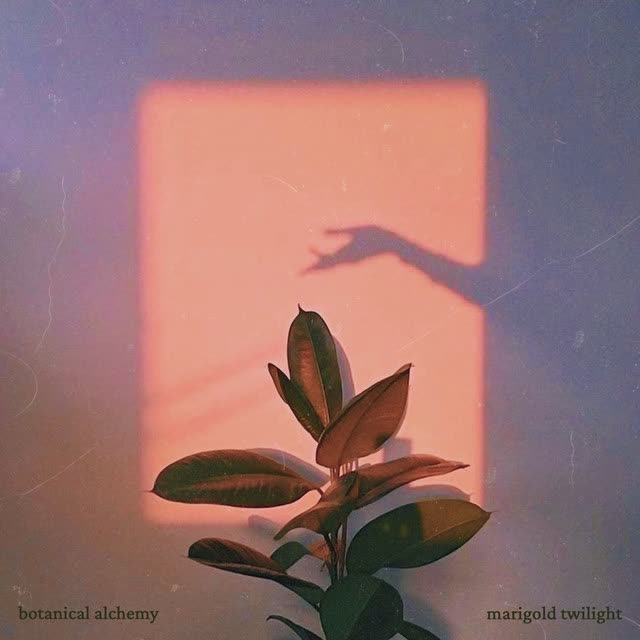 botanical alchemy - Marigold Twilight