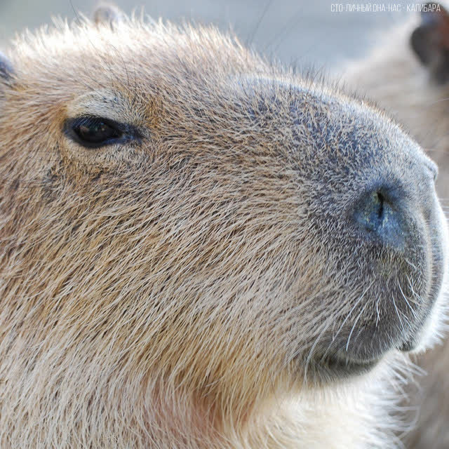 Сто-Личный Она-Нас & Betsy - Capybara